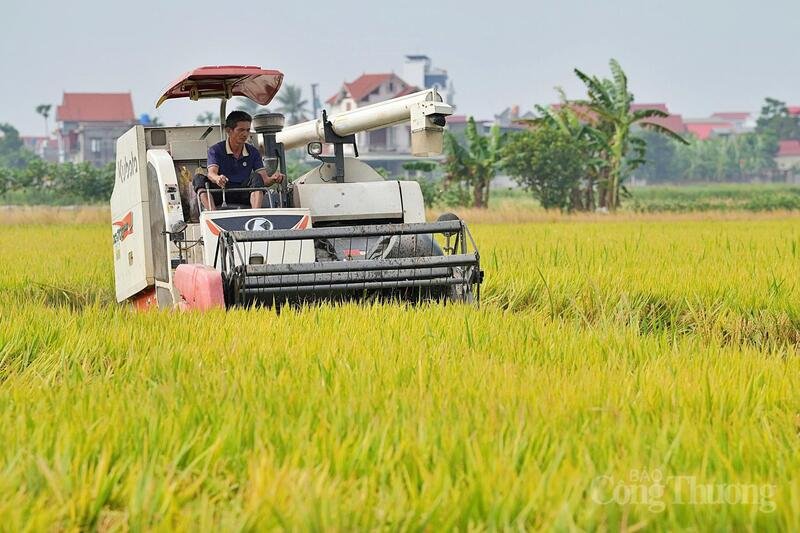 Tổng quan tình hình xuất khẩu gạo Việt Nam nửa đầu năm 2026 với sản lượng và giá trị